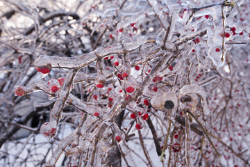 Bushes with berries in the ice.