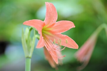pink lily in the garden