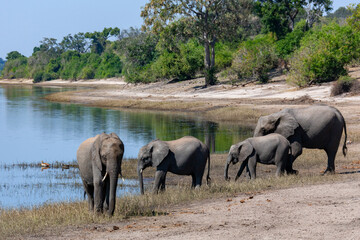Fototapeta na wymiar African Elephants - Chobe River in Chobe National Park - Botswana