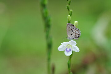 butterfly on a flower