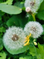 dandelion head