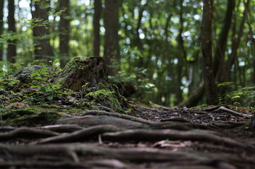 森の中の風景　コケ　木の根