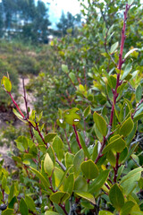 bush with green leaves