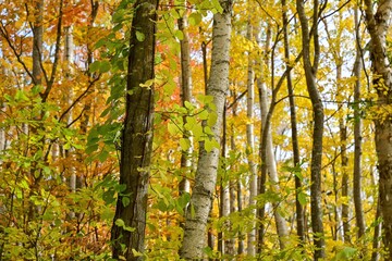 半月湖の遊歩道から見たきれいに黄葉した晩秋の情景＠北海道