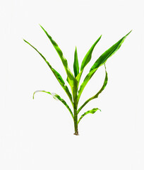 Isolated corn. Green tree of young corn