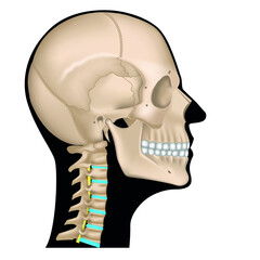 anatomy of the skeleton of the head. Human skull in profile on a black silhouette of the face. Cervical spine. Vector illustration - obrazy, fototapety, plakaty