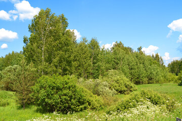 Fototapeta na wymiar Summer landscape, trees under a blue sky