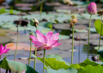 The author took a set of photos in Tam Da lotus lagoon, Ho Chi Minh City. Time: Friday morning,...
