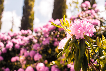 Beautiful blooming pink Azalea - flowering shrubs in the genus Rhododendron. Pink, summer flower background. gardening.
