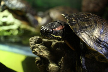 Obraz premium red-eared turtle close-up