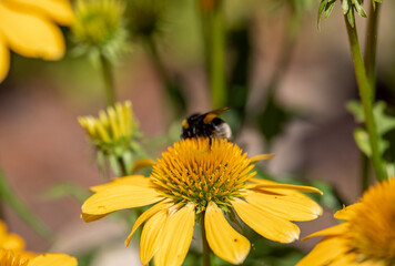 Flowers of  Echinacea - an herb stimulating the immune system