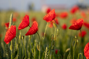 Mohnblumen im Feld