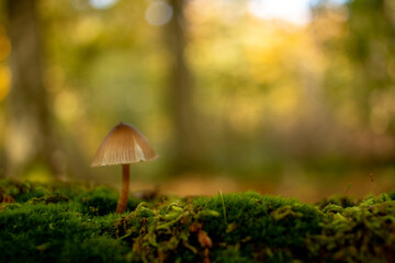 Pilze im Wald