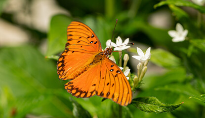 Gulf Fritillary Butterfly on White Flowers