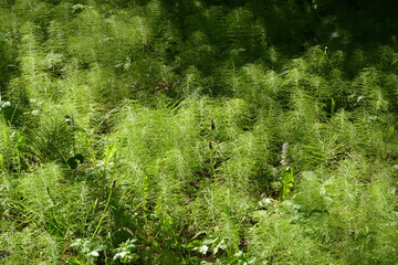 Sunny glade in the forest on a spring day, natural green background