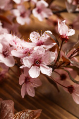 Beautiful blossoming branches, closeup view