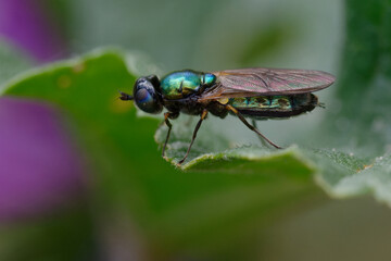 Soldier fly (Chloromyia formosa) on a leaf