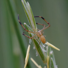 Crab spider (Runcinia grammica) on a plant stem