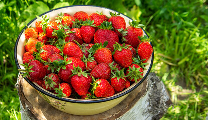 A plate with ripe juicy strawberries. plate with freshly picked strawberries, Harvesting berries, Healthy food, Organic food.