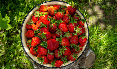 A plate with ripe juicy strawberries. plate with freshly picked strawberries, Harvesting berries, Healthy food, Organic food.