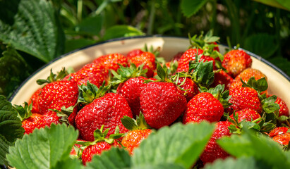 A plate with ripe juicy strawberries. plate with freshly picked strawberries, Harvesting berries, Healthy food, Organic food.