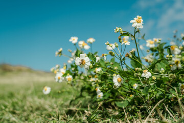 Bidens alba, which belongs to the family Asteraceae, is most commonly known as shepherd's needles, beggarticks, Spanish needles or butterfly needles. Makapuu Beach Park, Oahu, Hawaii. 