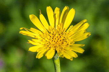 Beautiful Meadow salsify flower in the summer