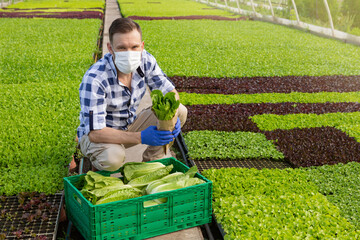 in a greenhouse, a man wearing a medical mask, squatting, harvesting lettuce, concept