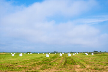 White plastic bales for silage on a field