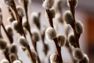 Beautiful willow branches on blurred background, closeup