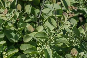 Santalum ellipticum, commonly known as ʻIliahialoʻe (Hawaiian) or coastal sandalwood. Makapuu Beach Park, Oahu, Hawaii.