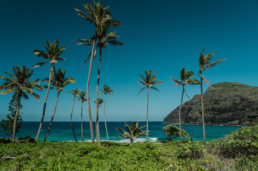 Coconut palm tree on Makapuu Beach Park, Oahu, Hawaii. 