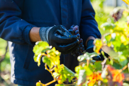 Fruit picker holding bunch of red wine grapes in hand