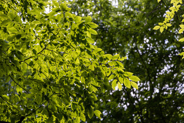 Green leaves of trees in the rays of the sun.