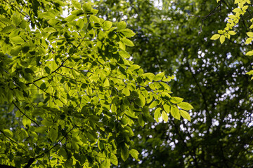Fototapeta premium Green leaves of trees in the rays of the sun.