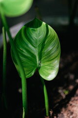 Green Leaves In Garden, Ornamental Plant, Nature Background Background