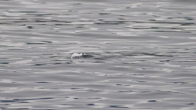 Bufflehead Bird Dive Into The Water Looking For Fish To Eat. - Slow Motion Shot