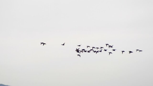 Flock Of Wild Sea Birds On Flight Against Gloomy Sky. - Tracking Shot