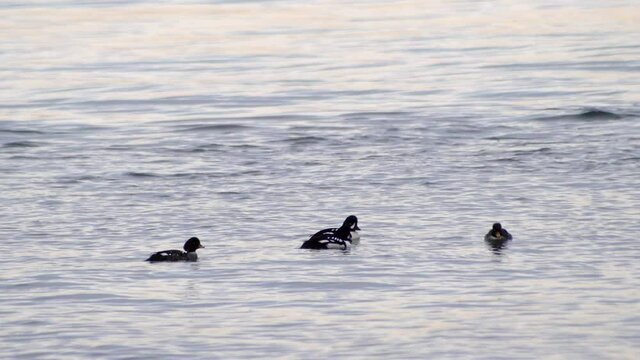 Bufflehead Ducks On A Peaceful Water At Summer Sunset. - Medium Shot