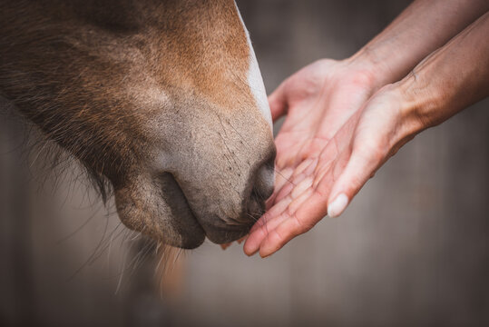 Fohlen schnuppert an den H&auml;nden