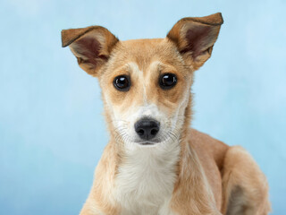 Naklejka na ściany i meble puppy with big beautiful eyes. dog on blue background, mix breed