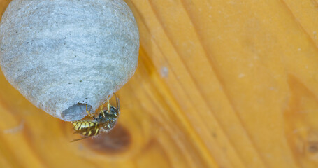 Wespennest Kugelbau