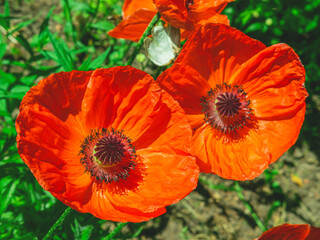 The above view of two beutiful red poppy flowers in the grass. The spring or summer natural background.