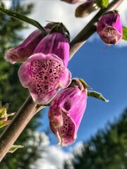 Magenta Foxglove Flowers