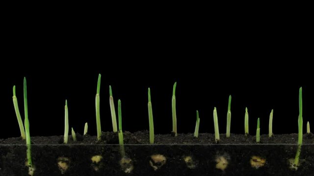 Time-lapse of germinating and growing maize vegetables 5b3 in RGB + ALPHA matte format isolated on black background
