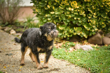 brabancon is stading on the street. She is old but still happy.