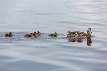 Brood of the ducks swimming in the lake.