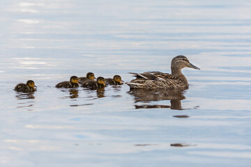 Mallard swimming with it's green ducks in the lake.