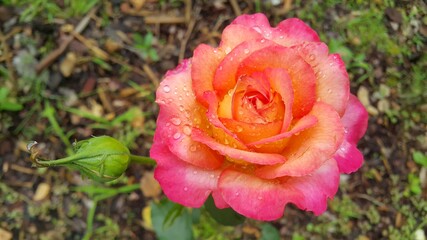 red rose with water drops