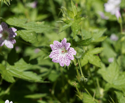 Petite fleur tubulaire blanche de g&eacute;ranium stri&eacute; (Geranium versicolor), finement vein&eacute;e de pourpre et rose magneta sur tige &eacute;rig&eacute;e au feuillage vert tendre